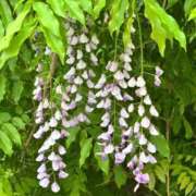 ヒメ日記 2025/09/18 10:40 投稿 しのん わちゃわちゃ密着リアルフルーちゅ西船橋