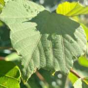 ヒメ日記 2025/09/18 18:57 投稿 しのん わちゃわちゃ密着リアルフルーちゅ西船橋