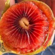 ヒメ日記 2025/09/21 08:00 投稿 しのん わちゃわちゃ密着リアルフルーちゅ西船橋