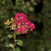 ヒメ日記 2025/09/25 15:20 投稿 しのん わちゃわちゃ密着リアルフルーちゅ西船橋