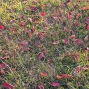 ヒメ日記 2025/11/21 18:20 投稿 ねね 妻天 尼崎店