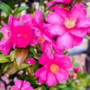 ヒメ日記 2026/03/13 17:35 投稿 ねね 妻天 尼崎店