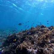 ヒメ日記 2025/11/07 08:05 投稿 ツナマヨ ドMな奥さん 日本橋店