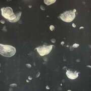 ヒメ日記 2026/03/03 22:34 投稿 ツナマヨ ドMな奥さん 日本橋店