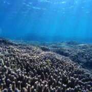 ヒメ日記 2026/03/07 20:01 投稿 ツナマヨ ドMな奥さん 日本橋店