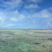 ツナマヨ お礼日記どすえ ドMな奥さん 日本橋店