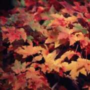 ヒメ日記 2025/10/03 16:40 投稿 ちさと 丸妻 新横浜店