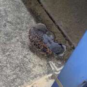 ヒメ日記 2025/09/18 00:49 投稿 ゆめみ 豊満奉仕倶楽部