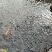 ヒメ日記 2025/09/27 11:00 投稿 早乙女 愛妻倶楽部 宇都宮店