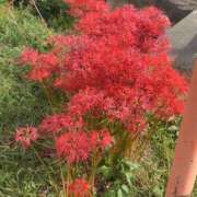 ヒメ日記 2025/10/04 15:23 投稿 早乙女 愛妻倶楽部 宇都宮店