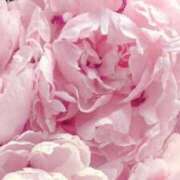 みわ お詫びとお知らせ 吉祥寺ミセス・シンデレラ（シンデレラグループ）