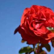 ヒメ日記 2025/09/23 21:47 投稿 ☆菜々子【ナナコ】☆ ピンクコレクション大阪