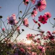 ヒメ日記 2025/09/25 17:15 投稿 ☆菜々子【ナナコ】☆ ピンクコレクション大阪