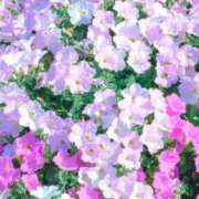 ヒメ日記 2026/03/13 18:04 投稿 ☆菜々子【ナナコ】☆ ピンクコレクション大阪