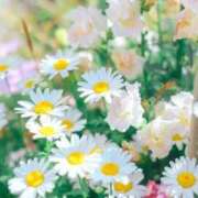 ヒメ日記 2026/03/27 17:41 投稿 ☆菜々子【ナナコ】☆ ピンクコレクション大阪