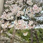 ヒメ日記 2026/03/31 18:22 投稿 ☆菜々子【ナナコ】☆ ピンクコレクション大阪