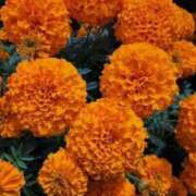 ヒメ日記 2025/10/09 21:29 投稿 ☆菜々子【ナナコ】☆ ピンクコレクション大阪キタ店