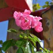 ヒメ日記 2025/10/27 02:49 投稿 ☆菜々子【ナナコ】☆ ピンクコレクション大阪キタ店