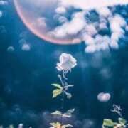 ヒメ日記 2025/12/30 12:39 投稿 ☆菜々子【ナナコ】☆ ピンクコレクション大阪キタ店