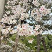 ヒメ日記 2026/03/31 18:20 投稿 ☆菜々子【ナナコ】☆ ピンクコレクション大阪キタ店