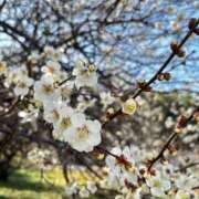 ヒメ日記 2026/02/23 15:02 投稿 ☆菜々子【ナナコ】☆ ピンクコレクション尼崎店