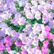 ヒメ日記 2026/08/04 17:27 投稿 ☆菜々子【ナナコ】☆ ピンクコレクション尼崎店