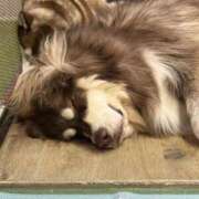 ヒメ日記 2026/01/14 18:12 投稿 つきな Seirenes (セイレネス)