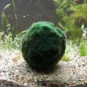 ヒメ日記 2025/10/26 13:07 投稿 まりも OH！PAI