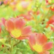 ヒメ日記 2026/08/18 12:06 投稿 真澄 MCロイヤル