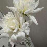 ヒメ日記 2026/04/21 17:20 投稿 松嶋 パンドラ（吉原）