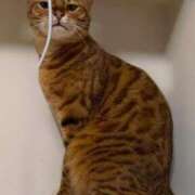 ヒメ日記 2025/10/29 05:14 投稿 ぴの 金瓶梅(きんぺいぱい)(雄琴)