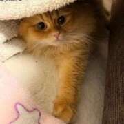 ヒメ日記 2025/11/01 05:14 投稿 ぴの 金瓶梅(きんぺいぱい)(雄琴)