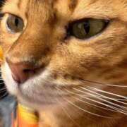 ヒメ日記 2025/11/03 18:04 投稿 ぴの 金瓶梅(きんぺいぱい)(雄琴)