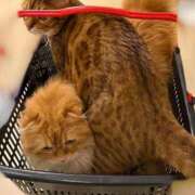 ヒメ日記 2026/01/10 23:04 投稿 ぴの 金瓶梅(きんぺいぱい)(雄琴)