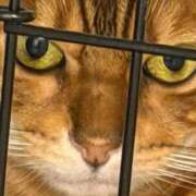 ヒメ日記 2026/02/11 04:25 投稿 ぴの 金瓶梅(きんぺいぱい)(雄琴)