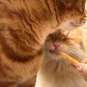 ヒメ日記 2026/03/11 05:14 投稿 ぴの 金瓶梅(きんぺいぱい)(雄琴)