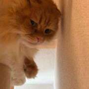 ヒメ日記 2026/03/20 04:44 投稿 ぴの 金瓶梅(きんぺいぱい)(雄琴)