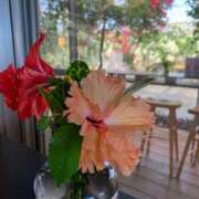 ヒメ日記 2025/09/17 08:44 投稿 あんず 奥様電車