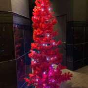 ヒメ日記 2025/12/02 09:21 投稿 あんず 奥様電車