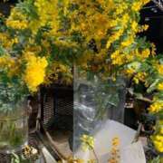 ヒメ日記 2026/03/11 14:29 投稿 あんず 奥様電車