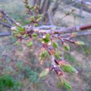 ヒメ日記 2026/03/28 09:45 投稿 あんず 奥様電車