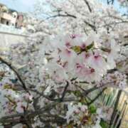 ヒメ日記 2026/04/08 08:10 投稿 あんず 奥様電車