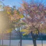 ヒメ日記 2026/04/12 11:49 投稿 あんず 奥様電車