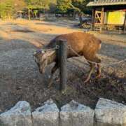 ヒメ日記 2025/11/11 22:03 投稿 のあ【プレミアム】 大人のゴシャール