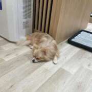 ヒメ日記 2025/11/30 19:20 投稿 いおり ワレメ舐められ学院 秋葉原校