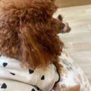 ヒメ日記 2025/12/01 17:31 投稿 いおり ワレメ舐められ学院 秋葉原校