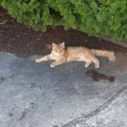 ヒメ日記 2025/10/02 09:30 投稿 あすか 完熟ばなな 上野店