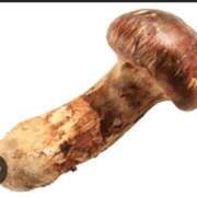 ヒメ日記 2025/11/25 10:36 投稿 あすか 完熟ばなな 上野店