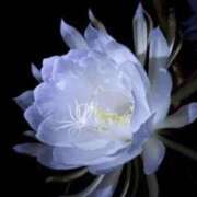 あすか 開花するなんて🪷 完熟ばなな 上野店