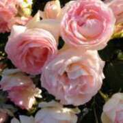 ヒメ日記 2025/11/01 13:18 投稿 目黒 さら こあくまな熟女たち 千葉店（KOAKUMAグループ）